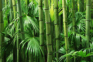 Bamboo plants, Natural Supplements, Dr. Sears, My Pure Radiance, All Natural Beauty